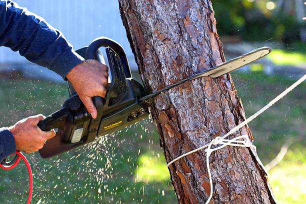 Best Storm Damage Tree Cleanup  in Mauston, WI